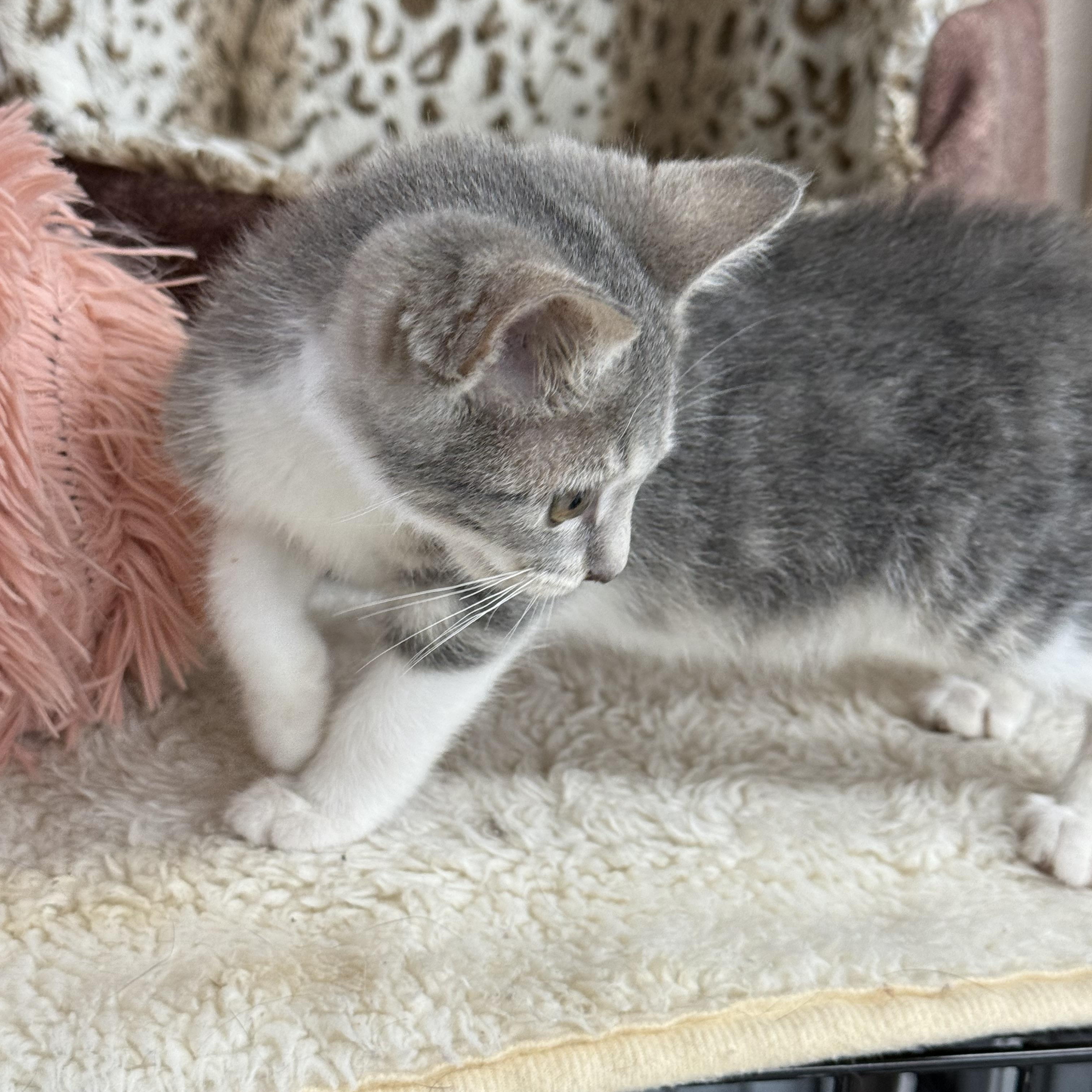 Mouse, Adoptable, Young Male Domestic Short Hair.