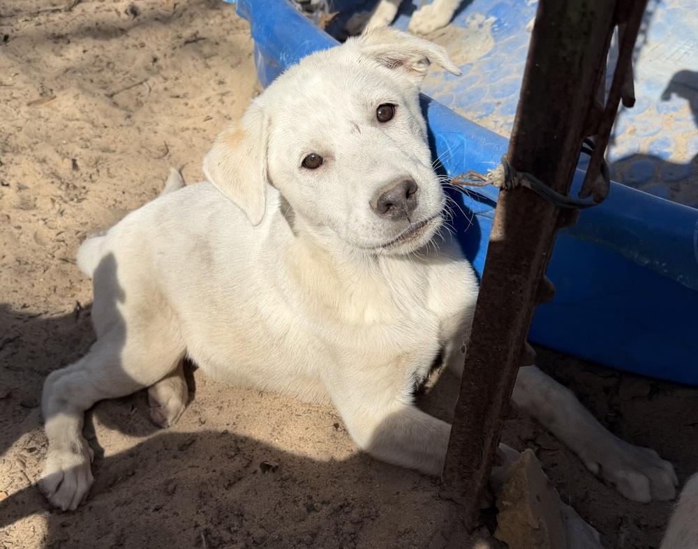 Moon, Adoptable, Puppy Female Great Pyrenees & Shepherd.