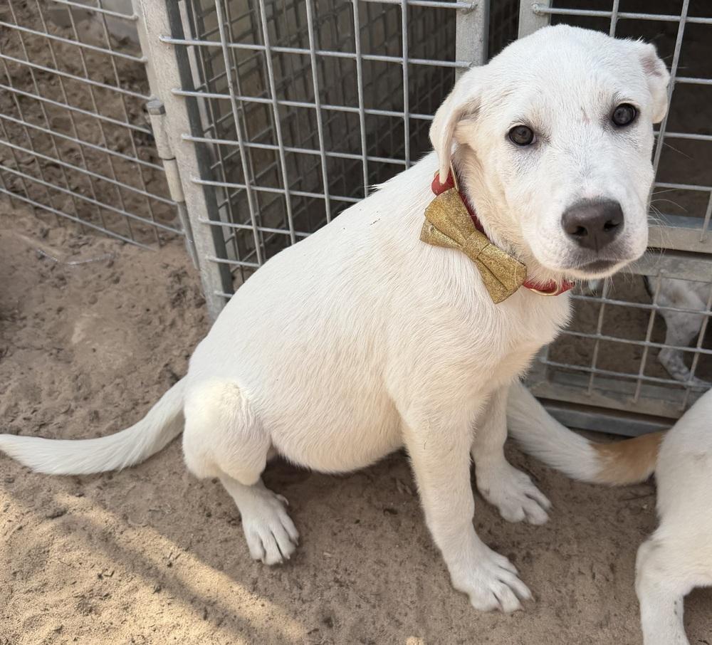 Enlarge Moon, a Adoptable mixed breed in Seguin, TX image 3/3