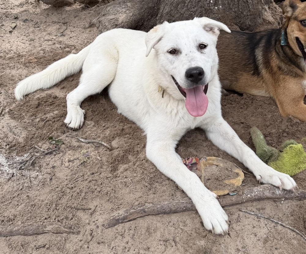 Moon, a Adoptable mixed breed in Seguin, TX image 3/3