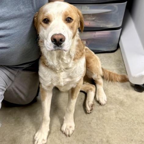 BO, a Adoptable mixed breed in Wilmington, OH image 2/4