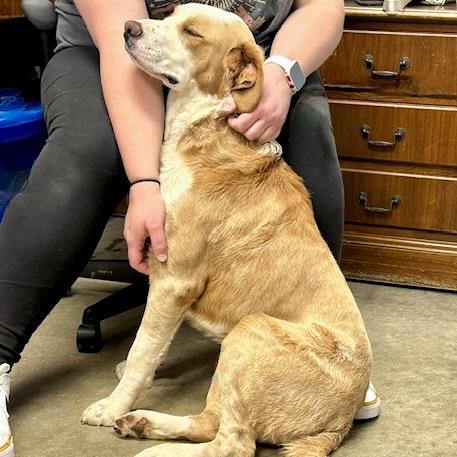 BO, a Adoptable mixed breed in Wilmington, OH image 3/4