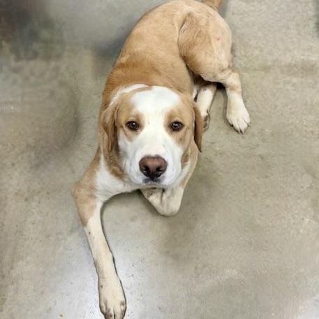 BO, a Adoptable mixed breed in Wilmington, OH image 1/4