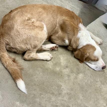 BO, a Adoptable mixed breed in Wilmington, OH image 4/4