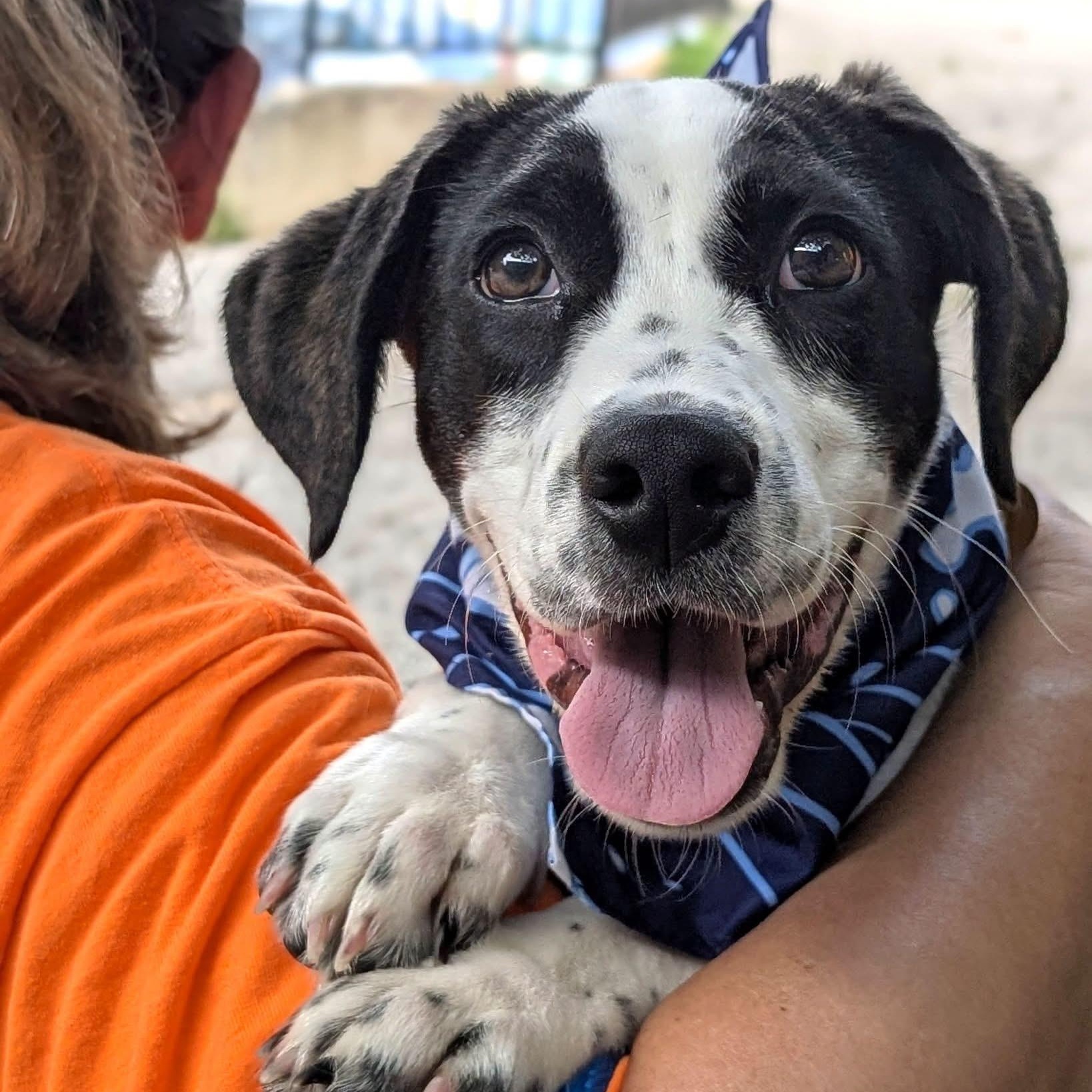 Bagel, adopted, Puppy Male Mixed Breed.