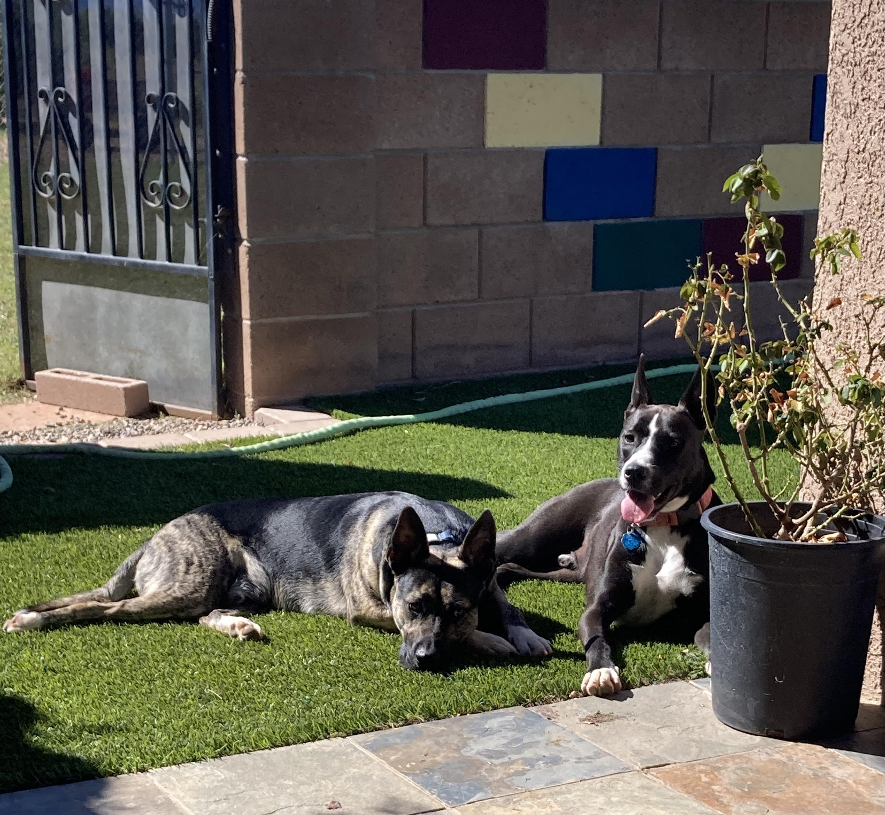 Enlarge Charlie, a Adoptable mixed breed in Sierra Vista, AZ image 2/3