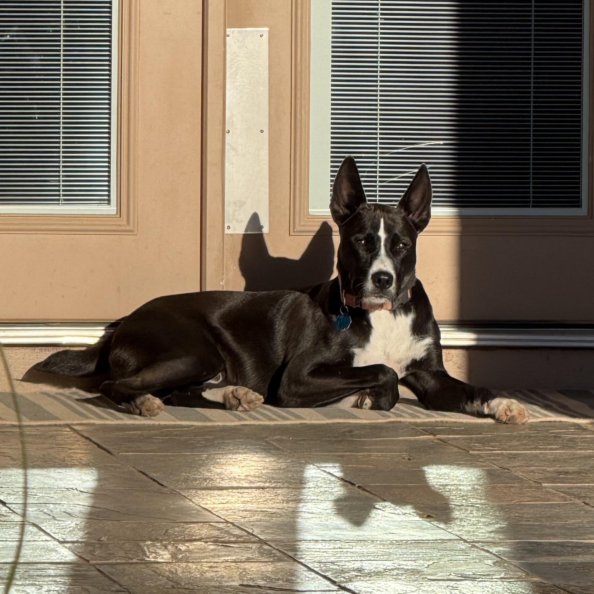 Enlarge Charlie, a Adoptable mixed breed in Sierra Vista, AZ image 3/3
