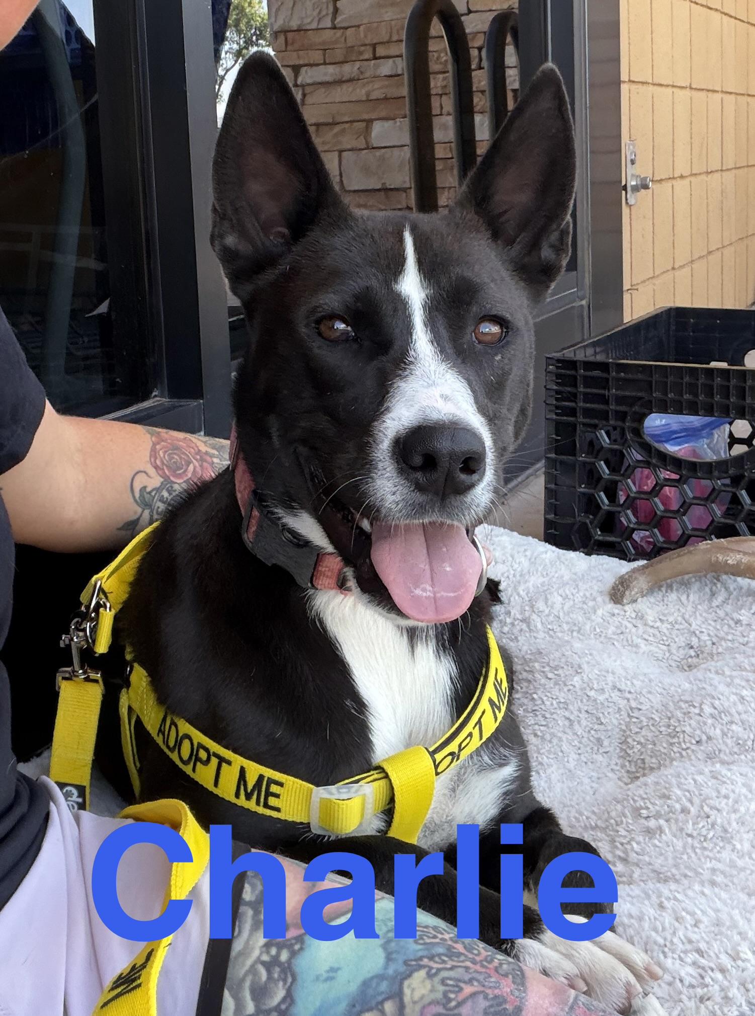 Charlie, Adoptable, Young Male Siberian Husky & Pit Bull Terrier.