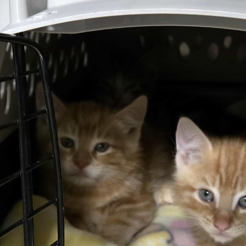 Reepicheep, Adoptable, Kitten Male Domestic Short Hair.