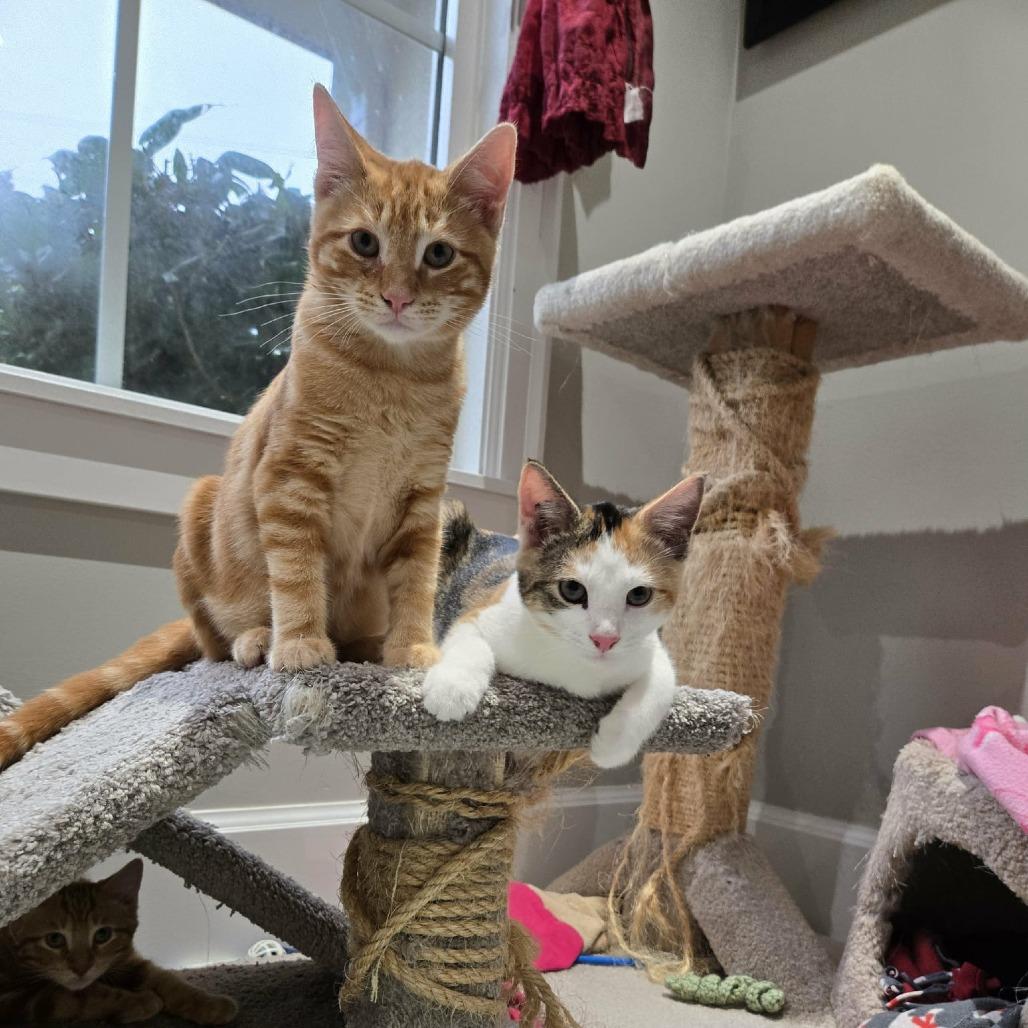 Reepicheep, Adoptable, Kitten Male Domestic Short Hair.