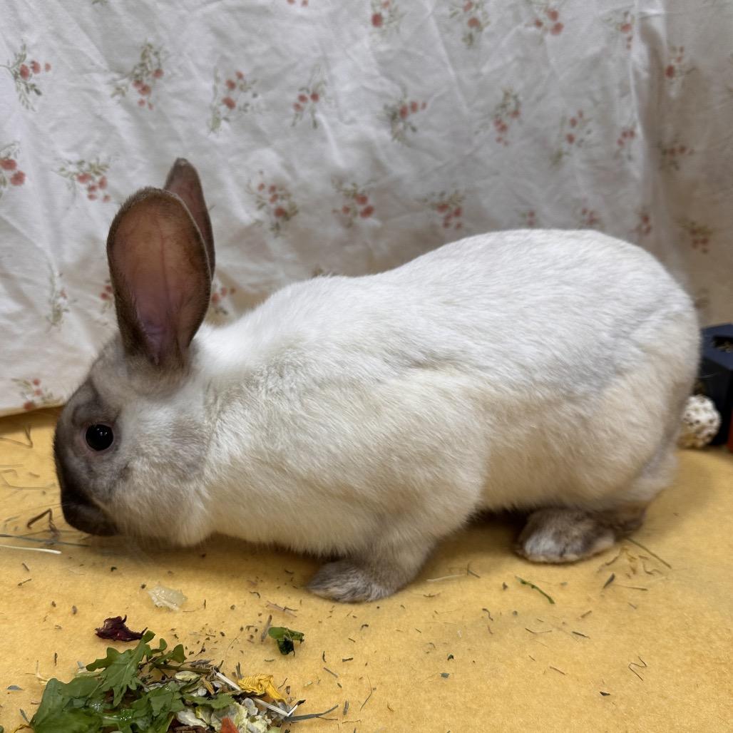 Vaporeon, a Adoptable Bunny Rabbit in Puslinch, ON image 1/6