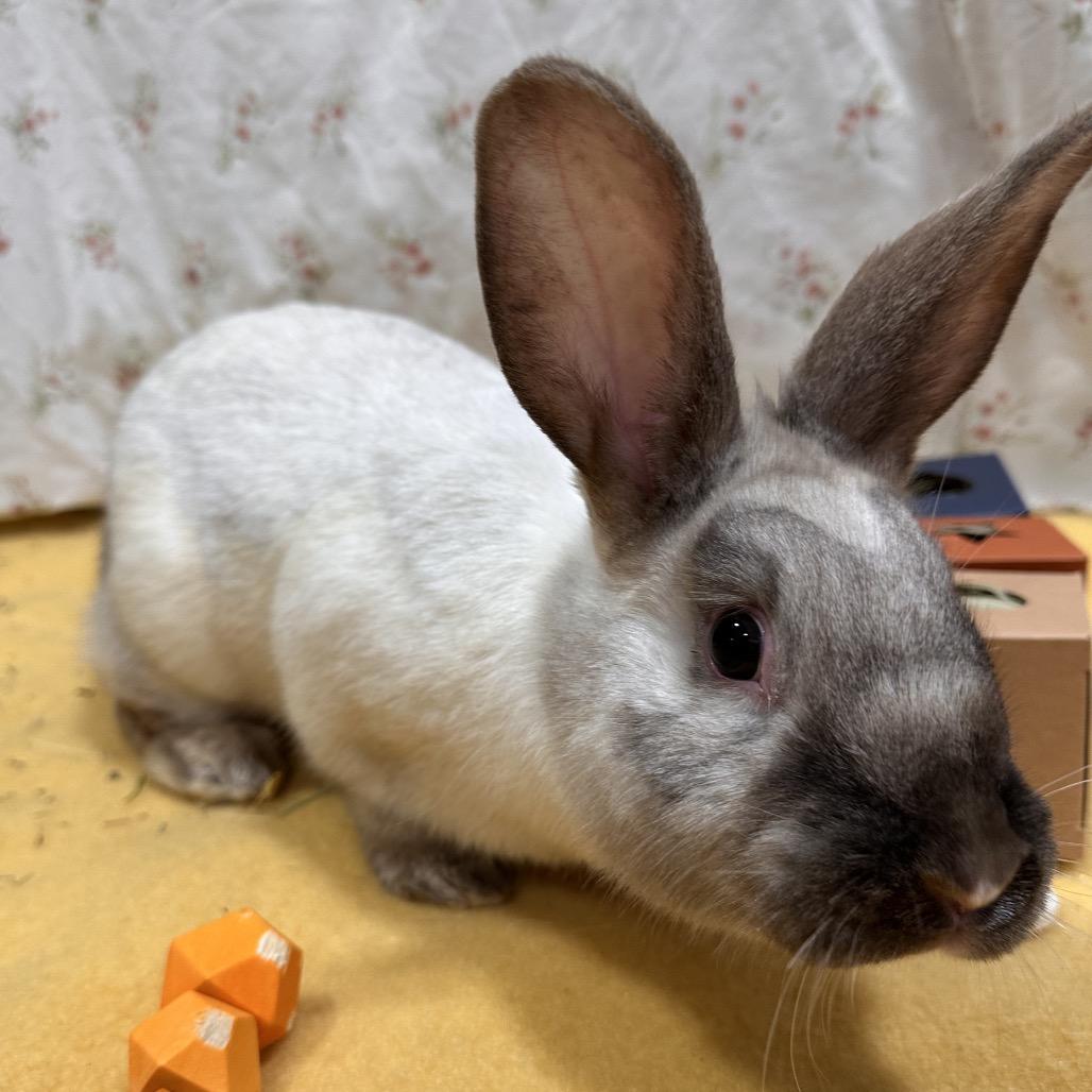 Vaporeon, a Adoptable Bunny Rabbit in Puslinch, ON image 3/6