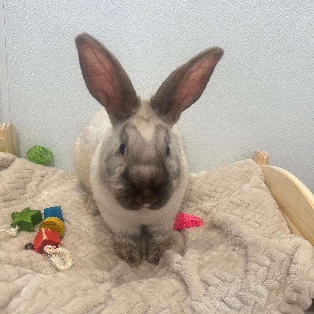 Vaporeon, a Adoptable Bunny Rabbit in Puslinch, ON image 4/6