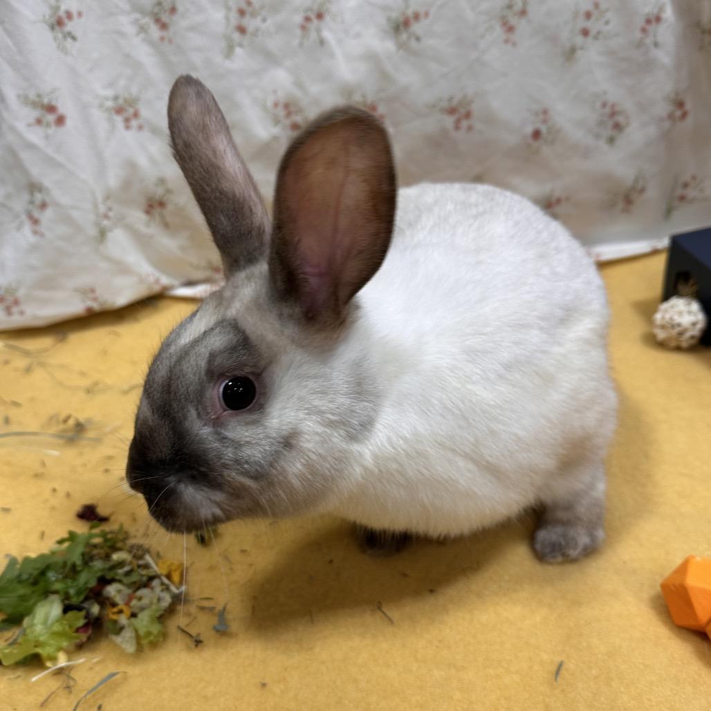 Vaporeon, a Adoptable Bunny Rabbit in Puslinch, ON image 5/6