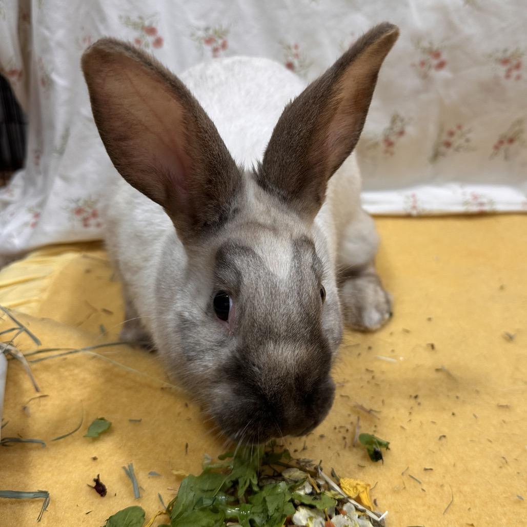 Vaporeon, a Adoptable Bunny Rabbit in Puslinch, ON image 6/6
