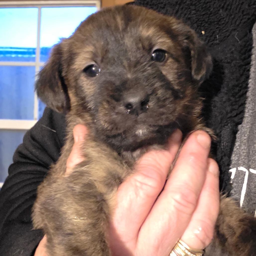 Enlarge Maverick, a Adoptable mixed breed in Goltry, OK image 1/1