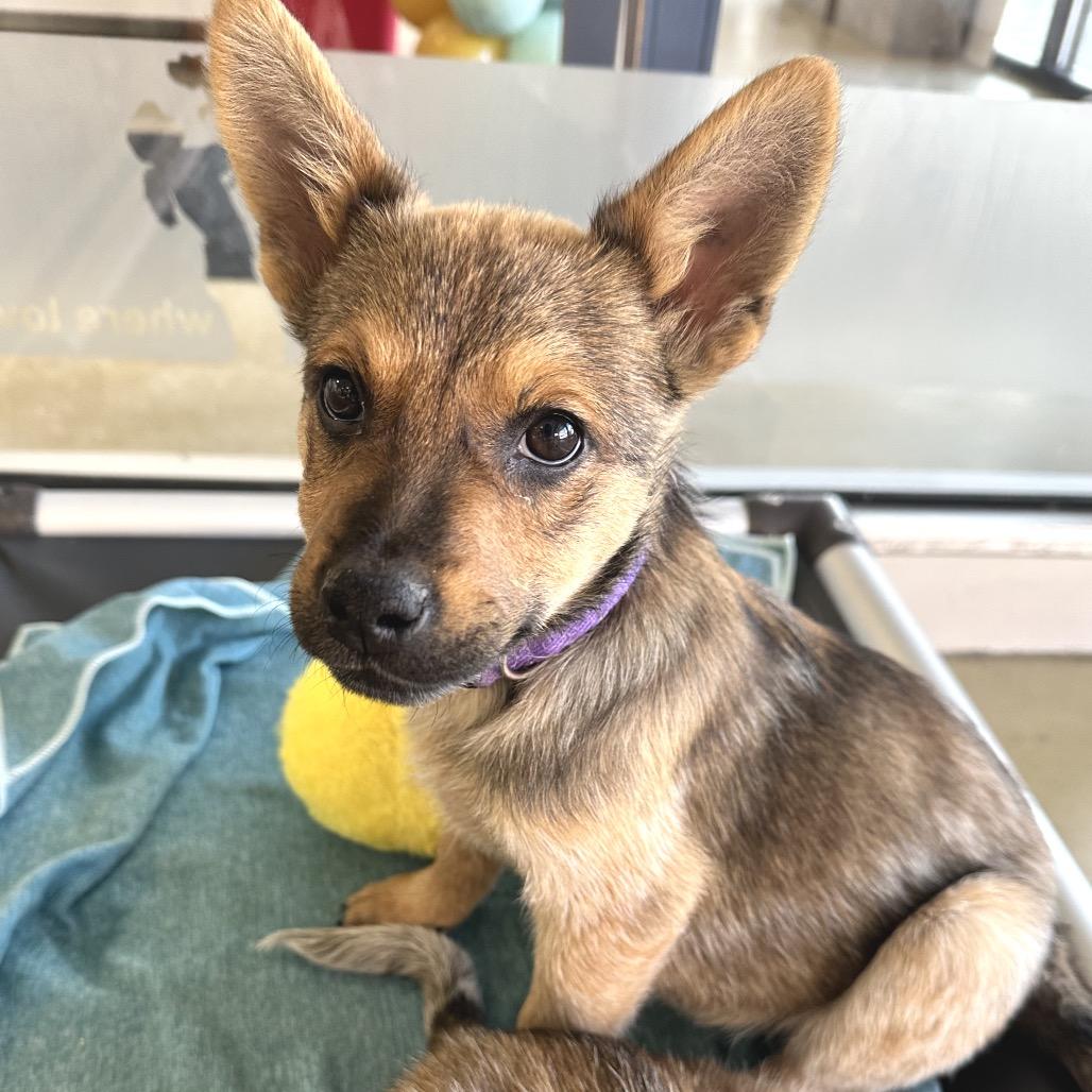 Albie, Adoptable, Puppy Male Mixed Breed.