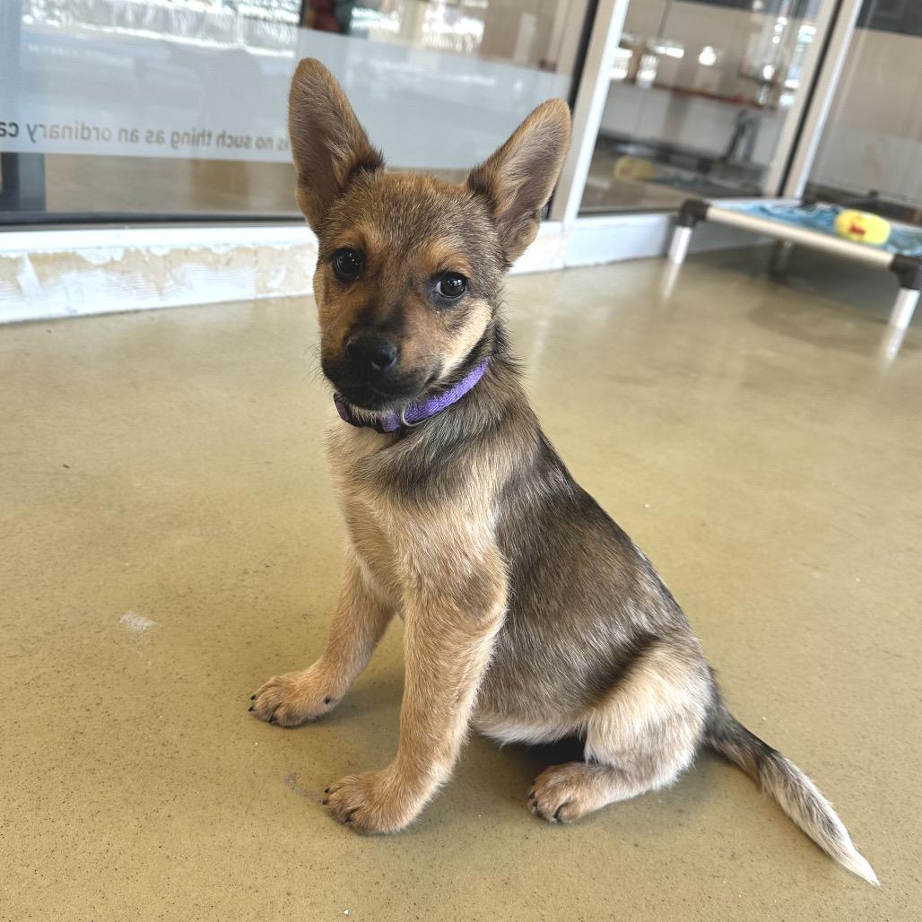 Albie, a Adoptable Mixed Breed in Park City, UT image 2/3