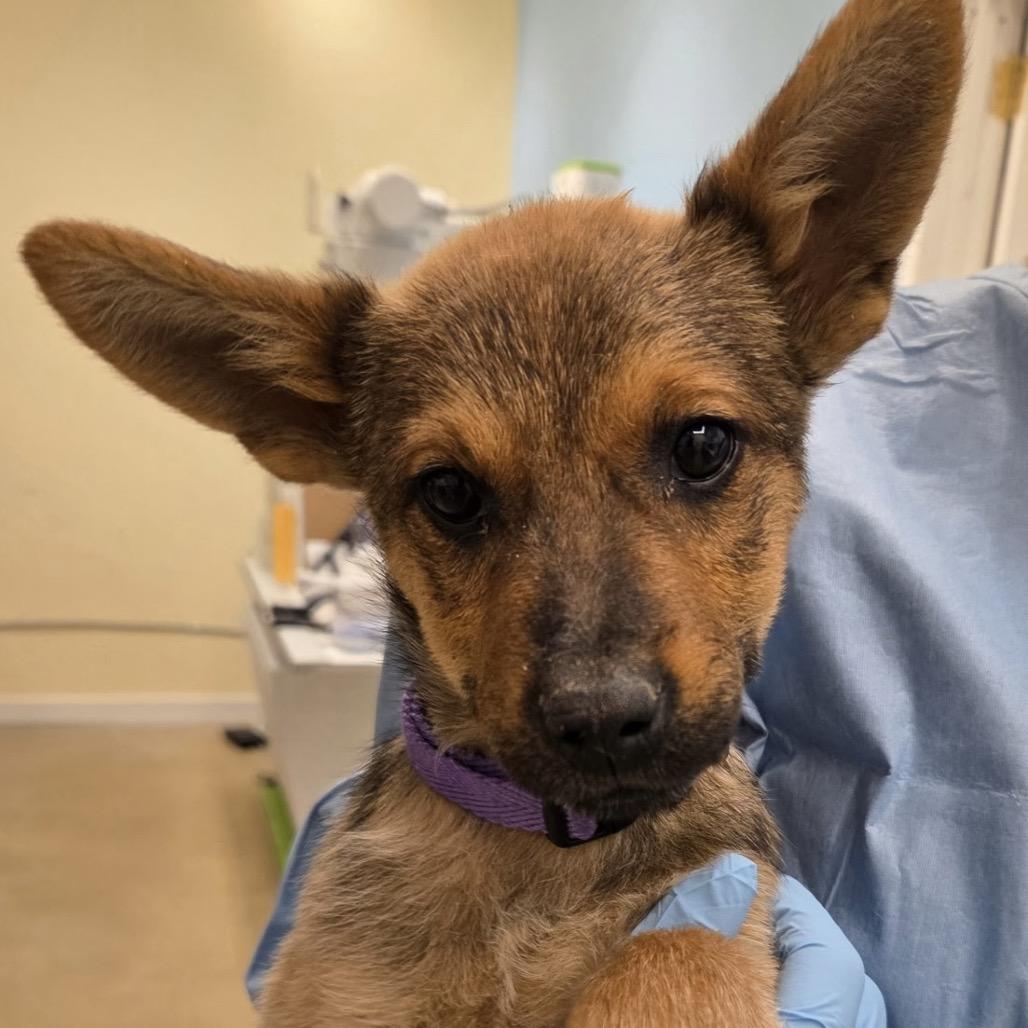 Albie, a Adoptable Mixed Breed in Park City, UT image 3/3