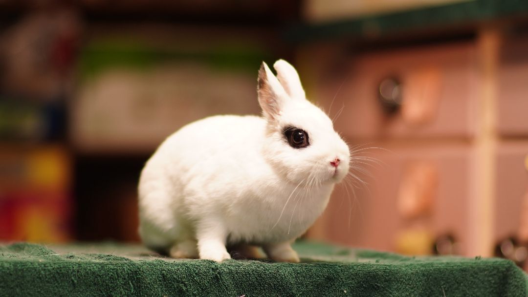 Lolla, a Adoptable Hotot in Vancouver, BC image 1/3