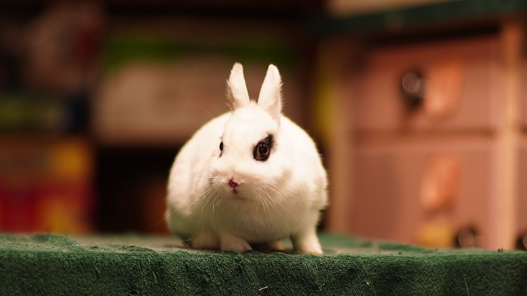 Lolla, a Adoptable Hotot in Vancouver, BC image 2/3