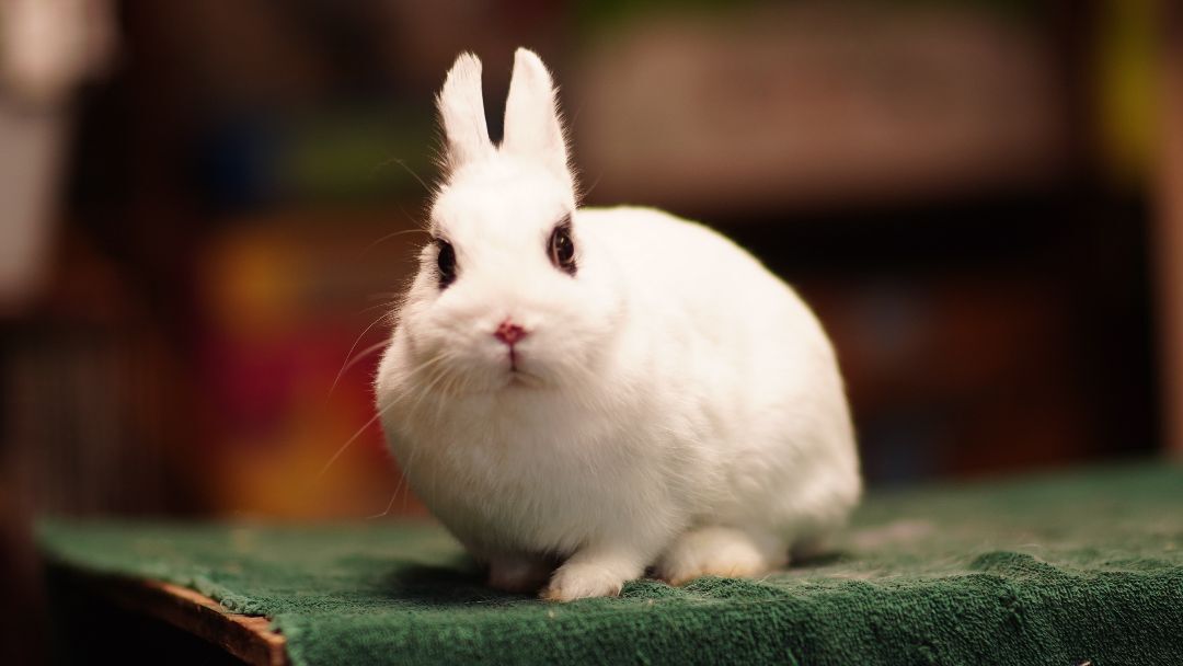 Lolla, a Adoptable Hotot in Vancouver, BC image 3/3