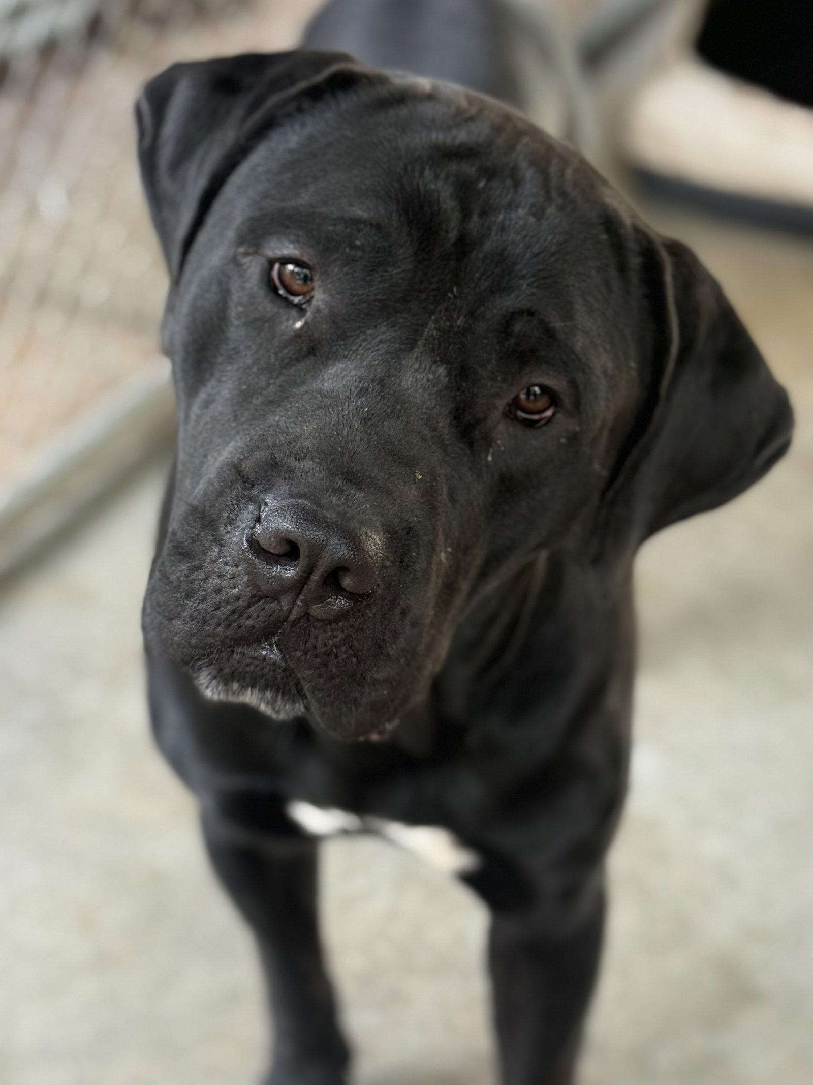 Enlarge Odin, a Adoptable Cane Corso in Leavenworth, KS image 1/1