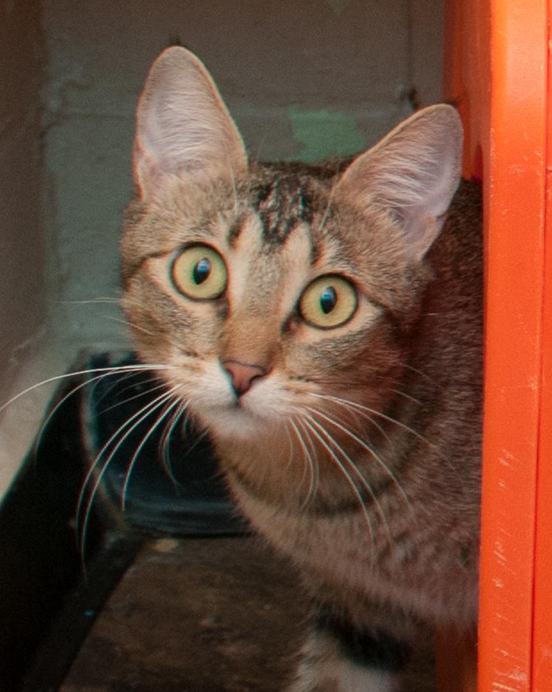 Sophie (gets adopted with Pops), adopted, Adult Female Tabby.