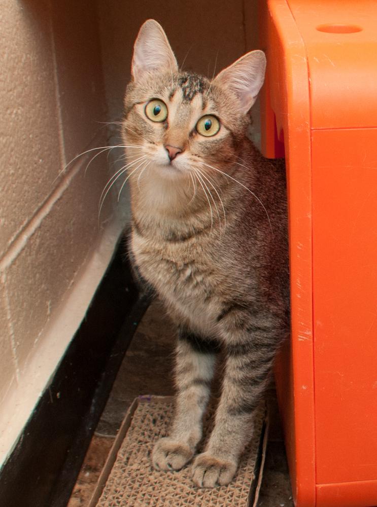 Enlarge Sophie (gets adopted with Pops), an adopted Tabby in Westminster, CO image 2/2