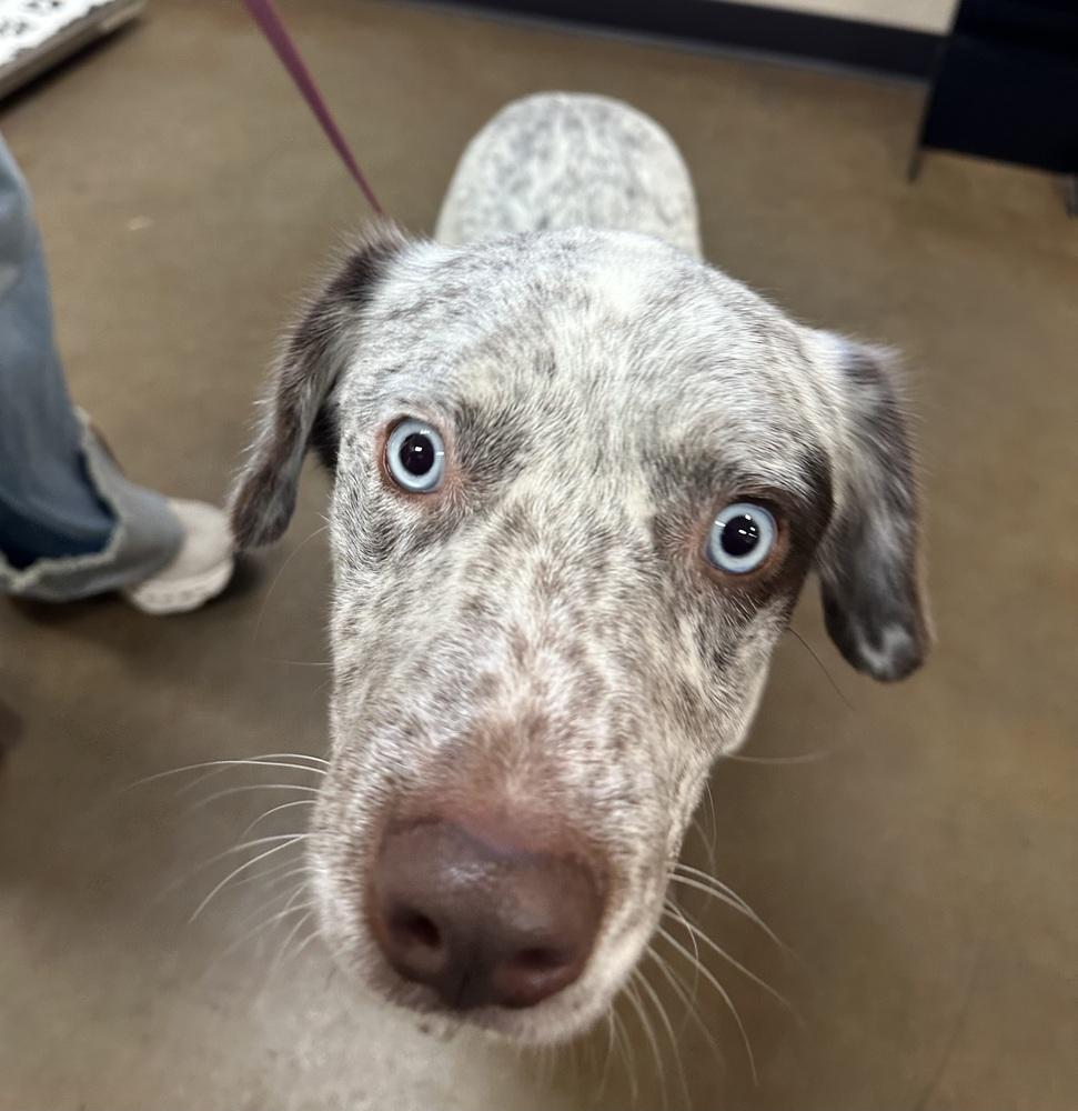 Enlarge Cowboy, an adopted mixed breed in Clovis, NM image 1/2