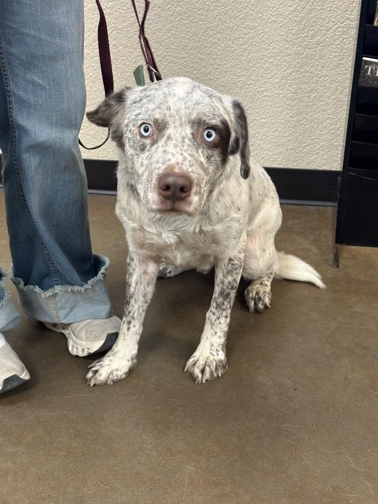 Cowboy, adopted, Adult Male Australian Cattle Dog / Blue Heeler & Australian Shepherd.