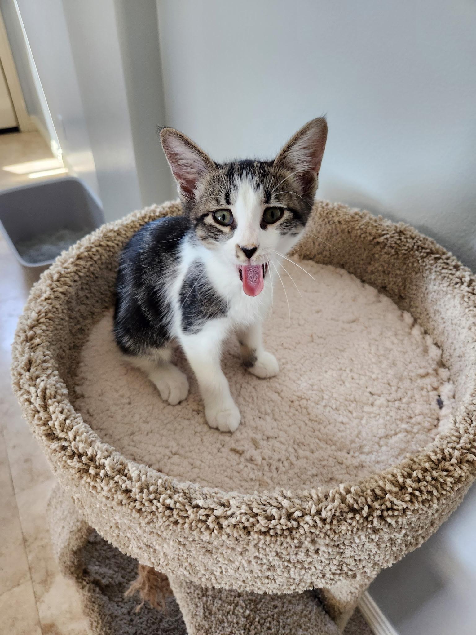 Enlarge Cherry, a Adopted Domestic Short Hair in Murrieta, CA image 2/2