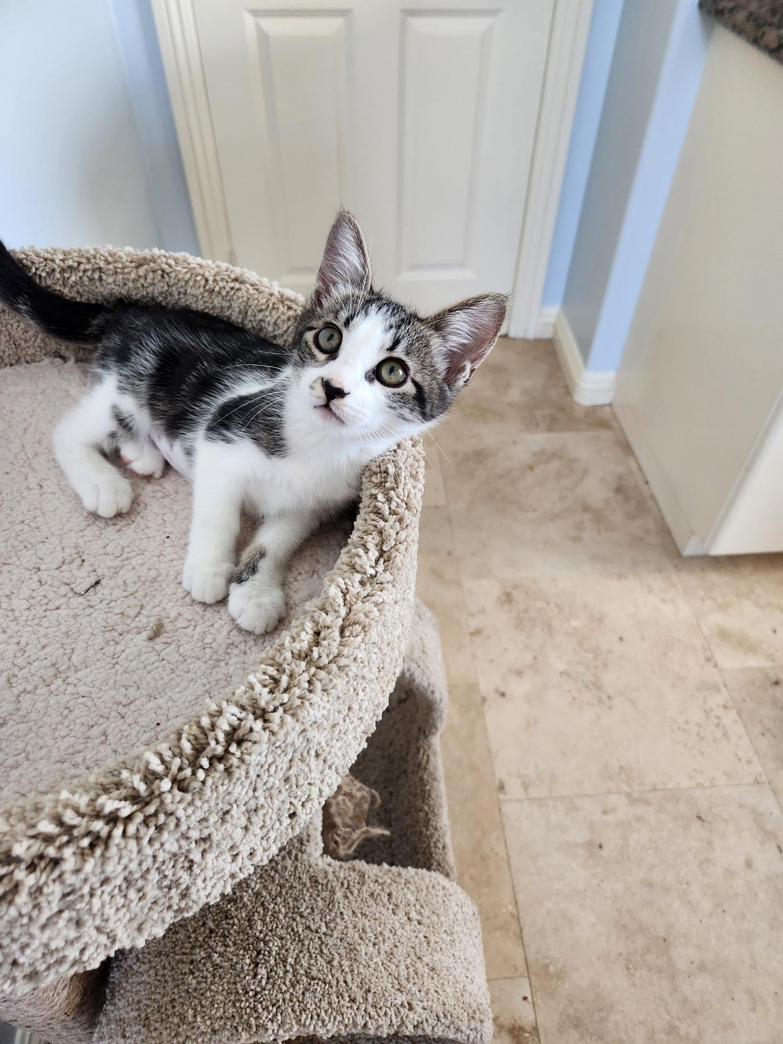 Enlarge Cherry, a Adopted Domestic Short Hair in Murrieta, CA image 1/2