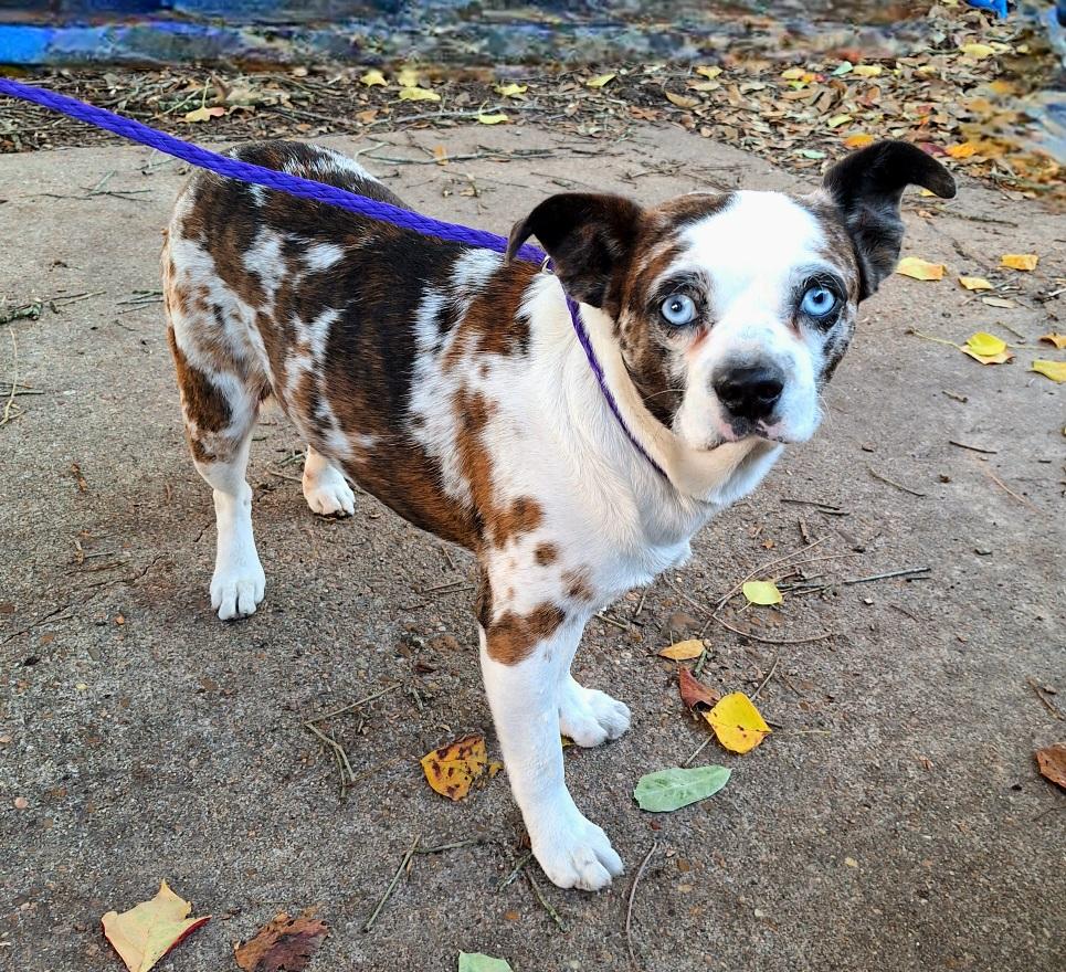 Kamalo BR14172-T, Adoptable, Adult Male Pug & Boston Terrier.