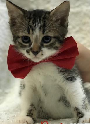 Boris, Adoptable, Kitten Male Domestic Short Hair & Domestic Short Hair.