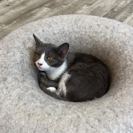 Enlarge Denise @ Fat Cat Cafe, a ADOPTABLE Domestic Short Hair in Tallahassee, FL image 1/1