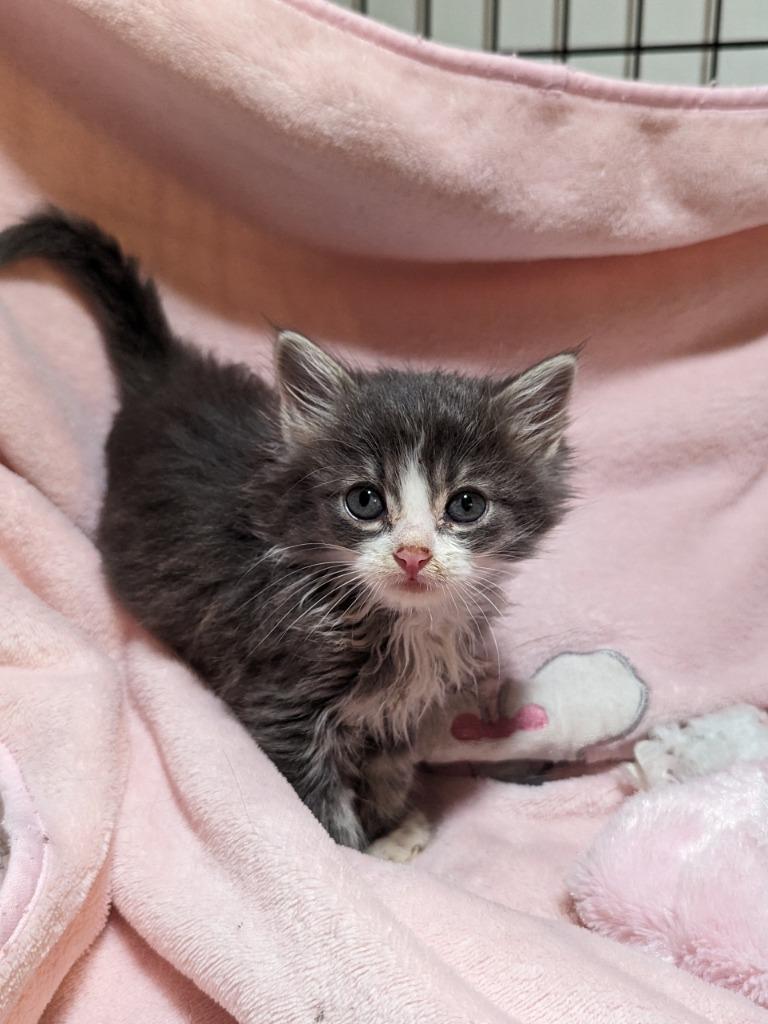 Fettuccine(Langley kitten #60), a Adoptable mixed breed in Richmond, BC image 2/2
