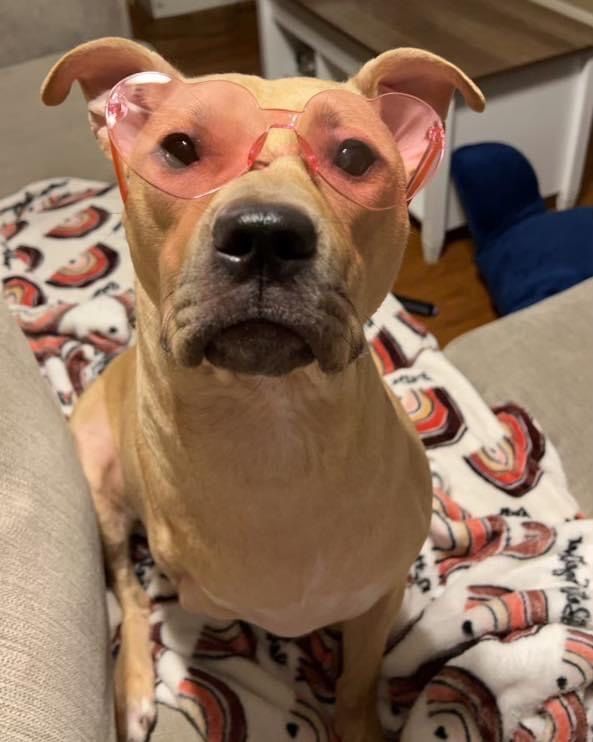 Sunny, Adoptable, Young Female Pit Bull Terrier.