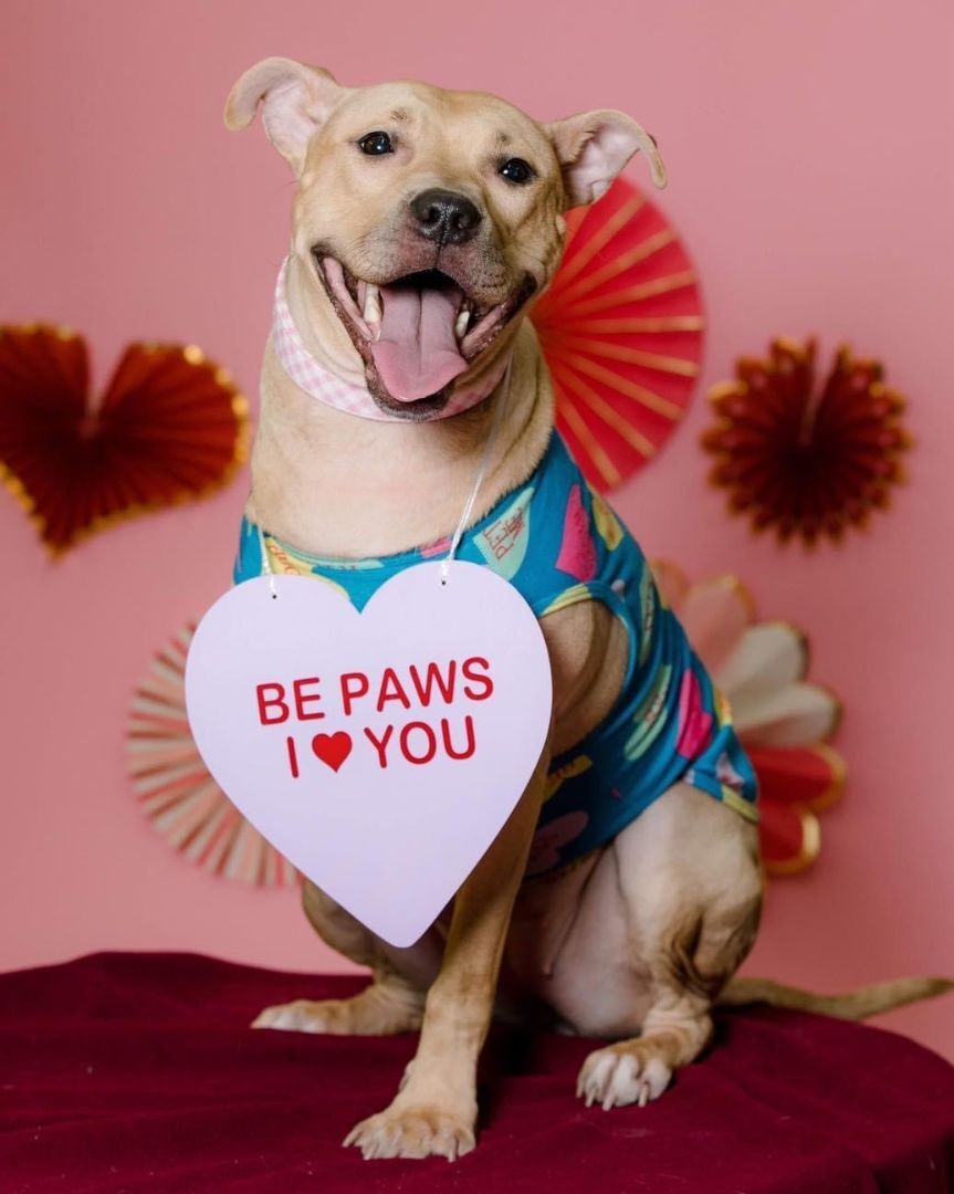 Enlarge Sunny, a Adoptable mixed breed in Rochester, NY image 2/8