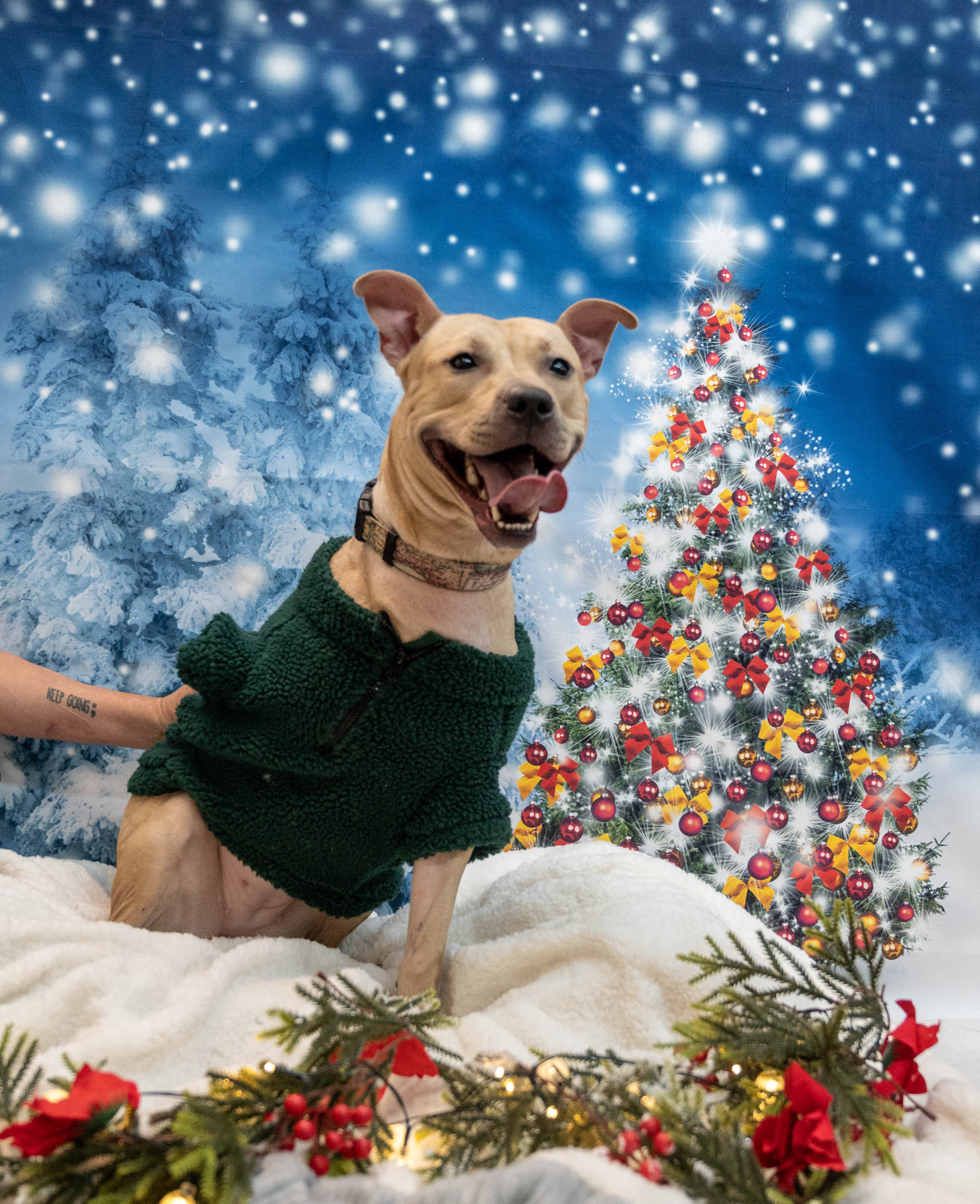 Enlarge Sunny, a Adoptable mixed breed in Rochester, NY image 3/8