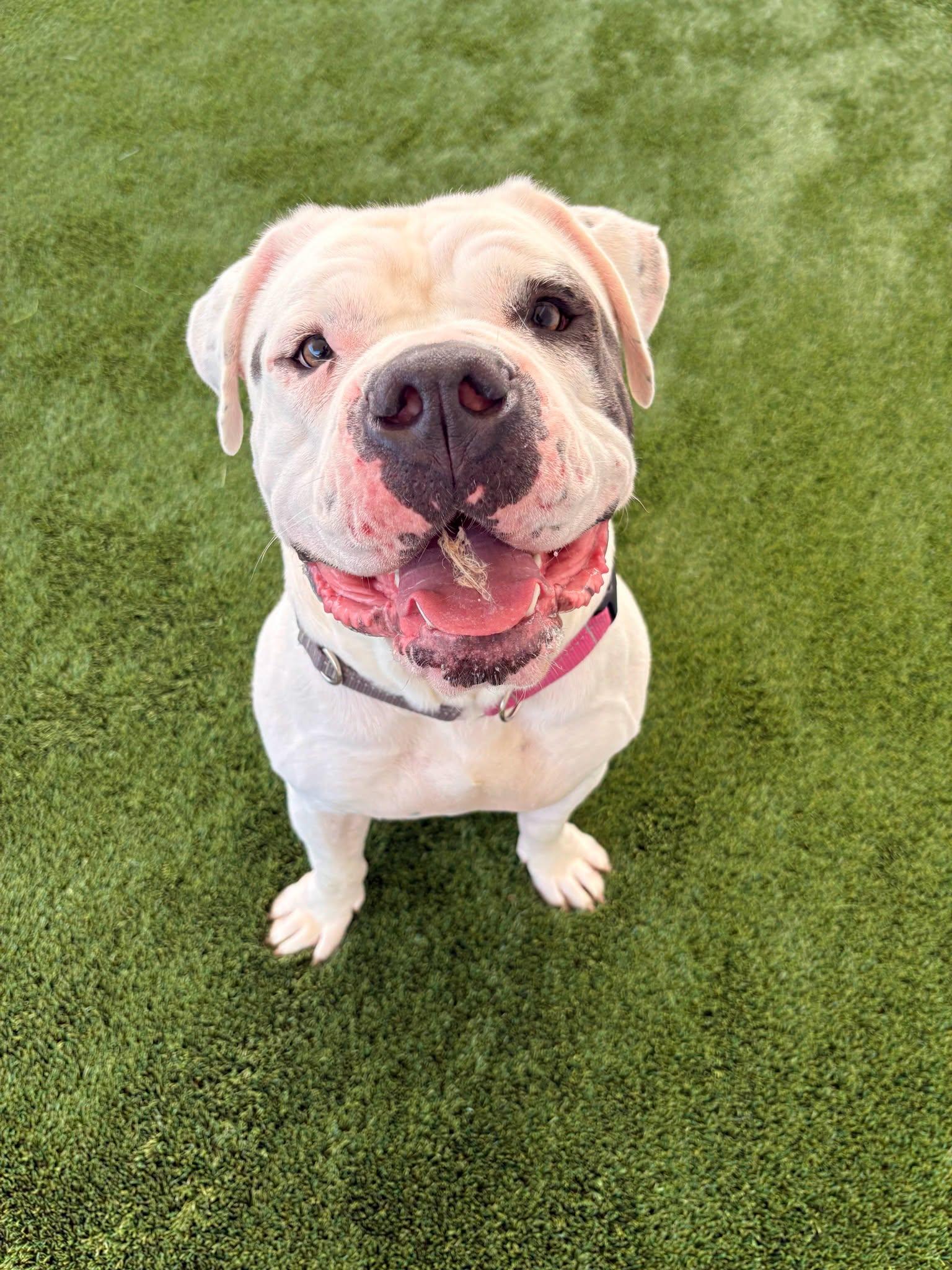 Glen, an adopted American Bulldog in Eagle, ID image 1/3