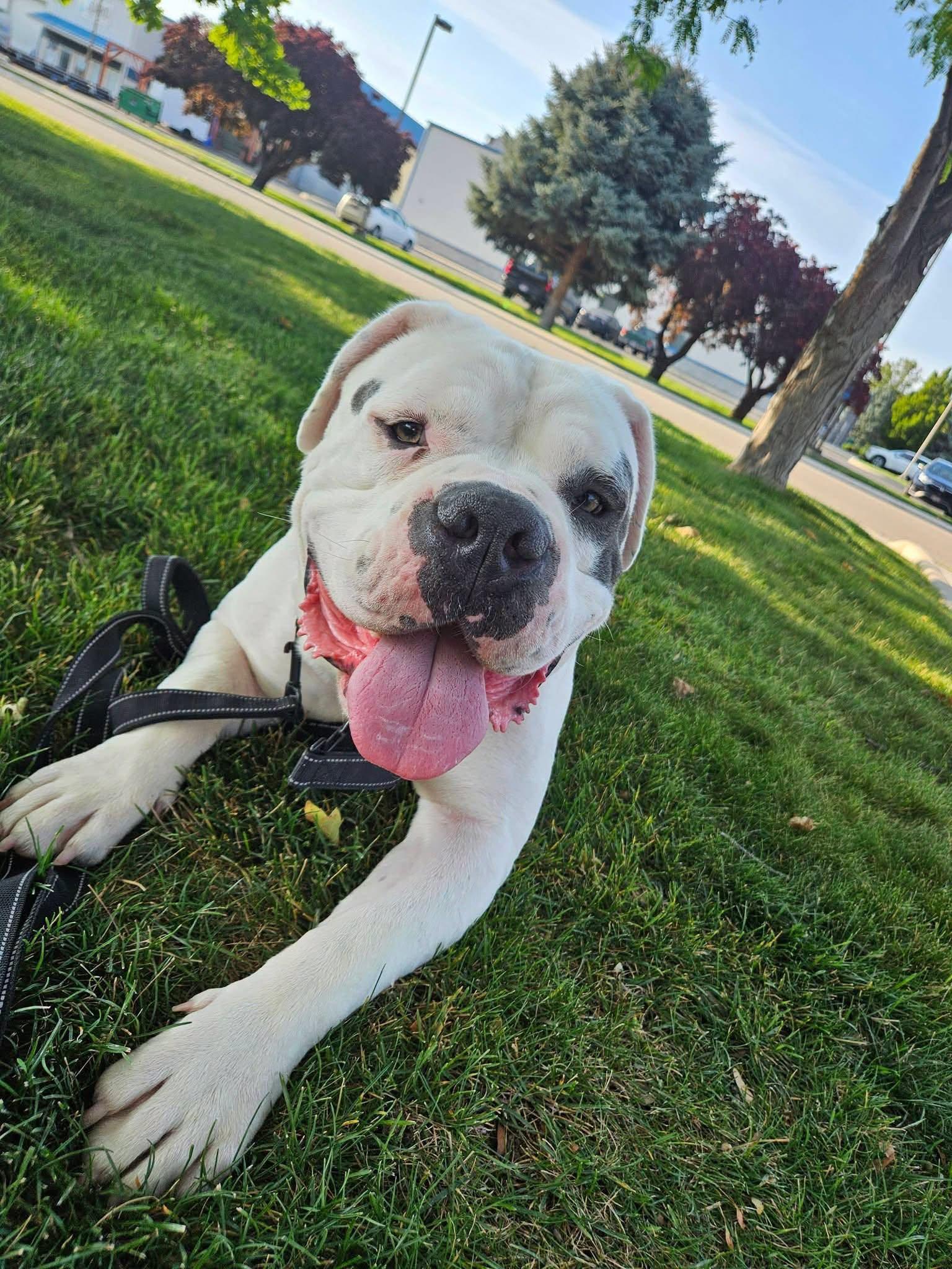 Glen, an adopted American Bulldog in Eagle, ID image 3/3