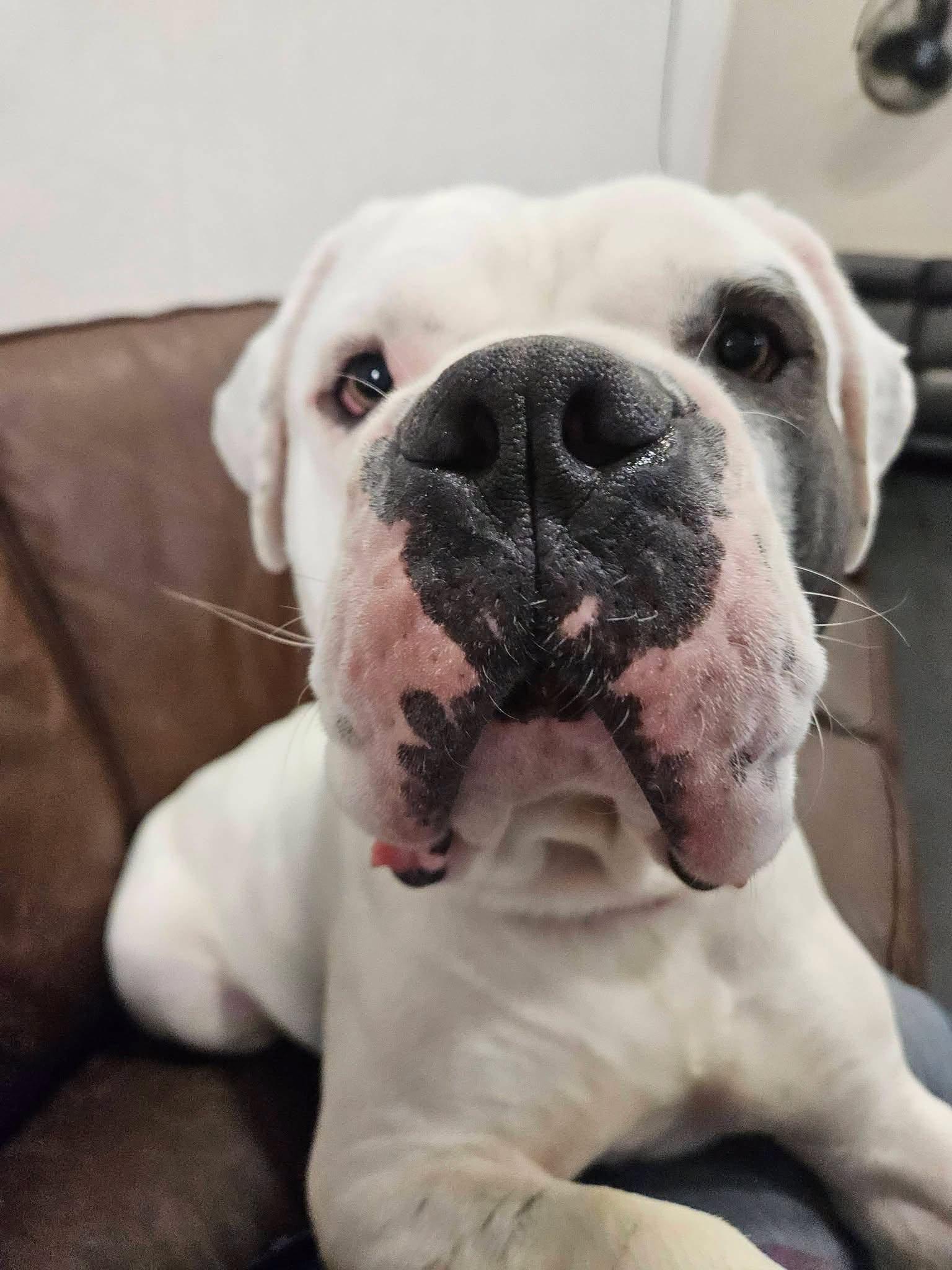 Glen, an adopted American Bulldog in Eagle, ID image 2/3