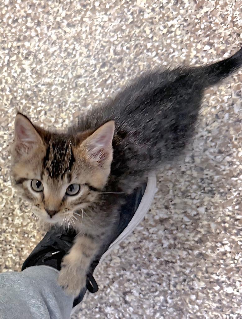 Sparrow, Adopted, Kitten Male Domestic Short Hair.