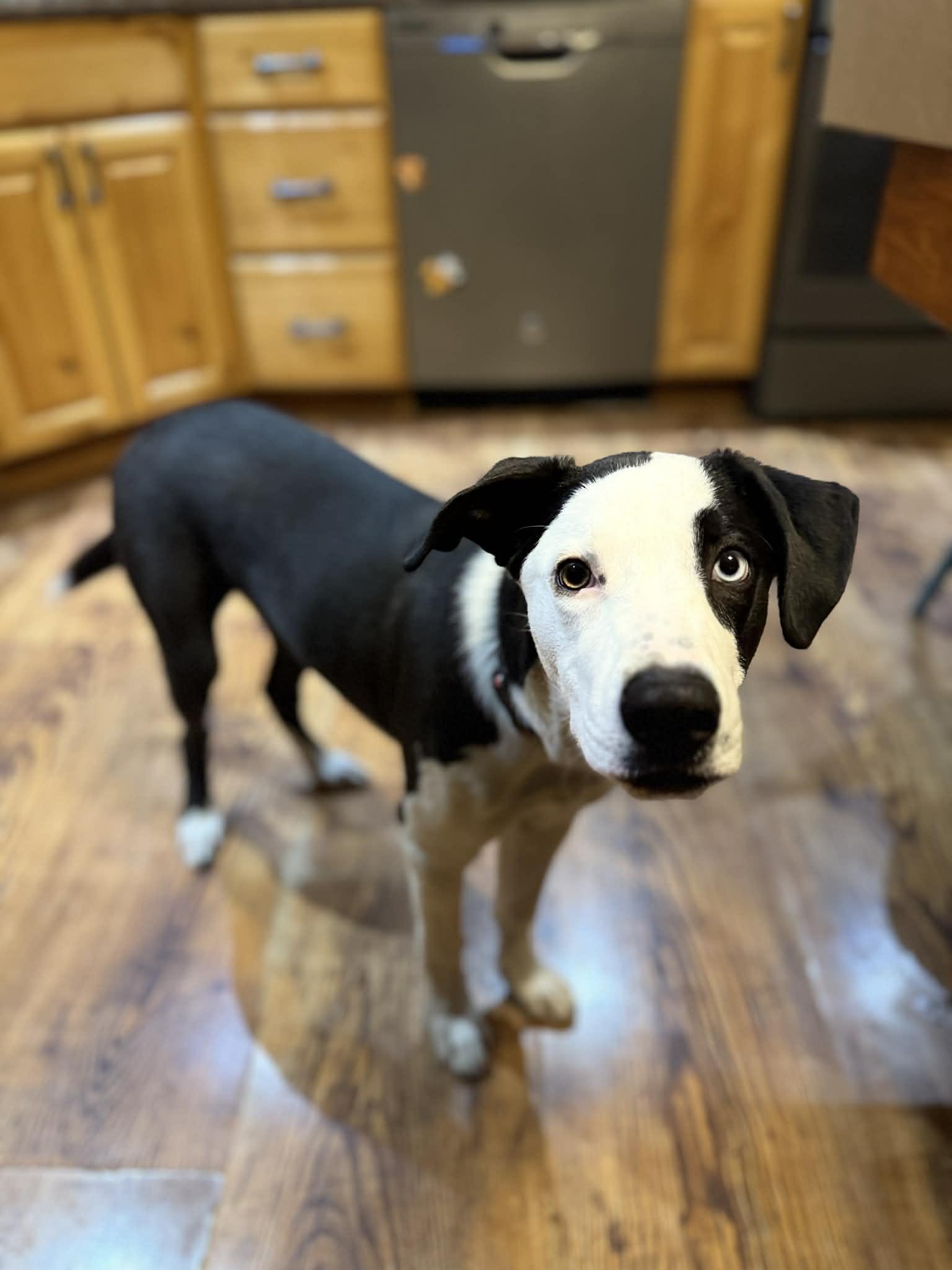 Enlarge Blue, a ADOPTABLE mixed breed in Byron, IL image 4/6