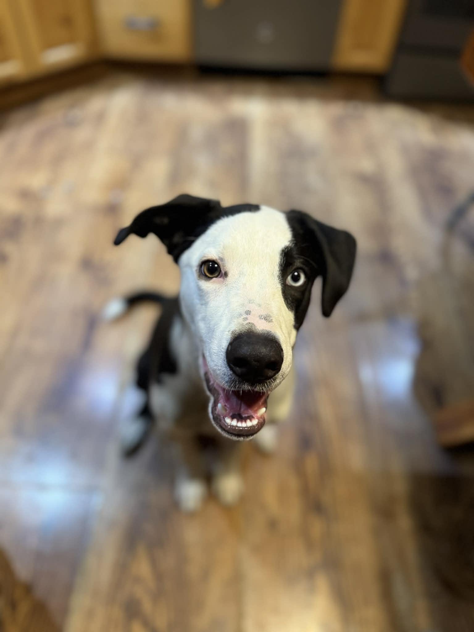 Enlarge Blue, a ADOPTABLE mixed breed in Byron, IL image 2/6