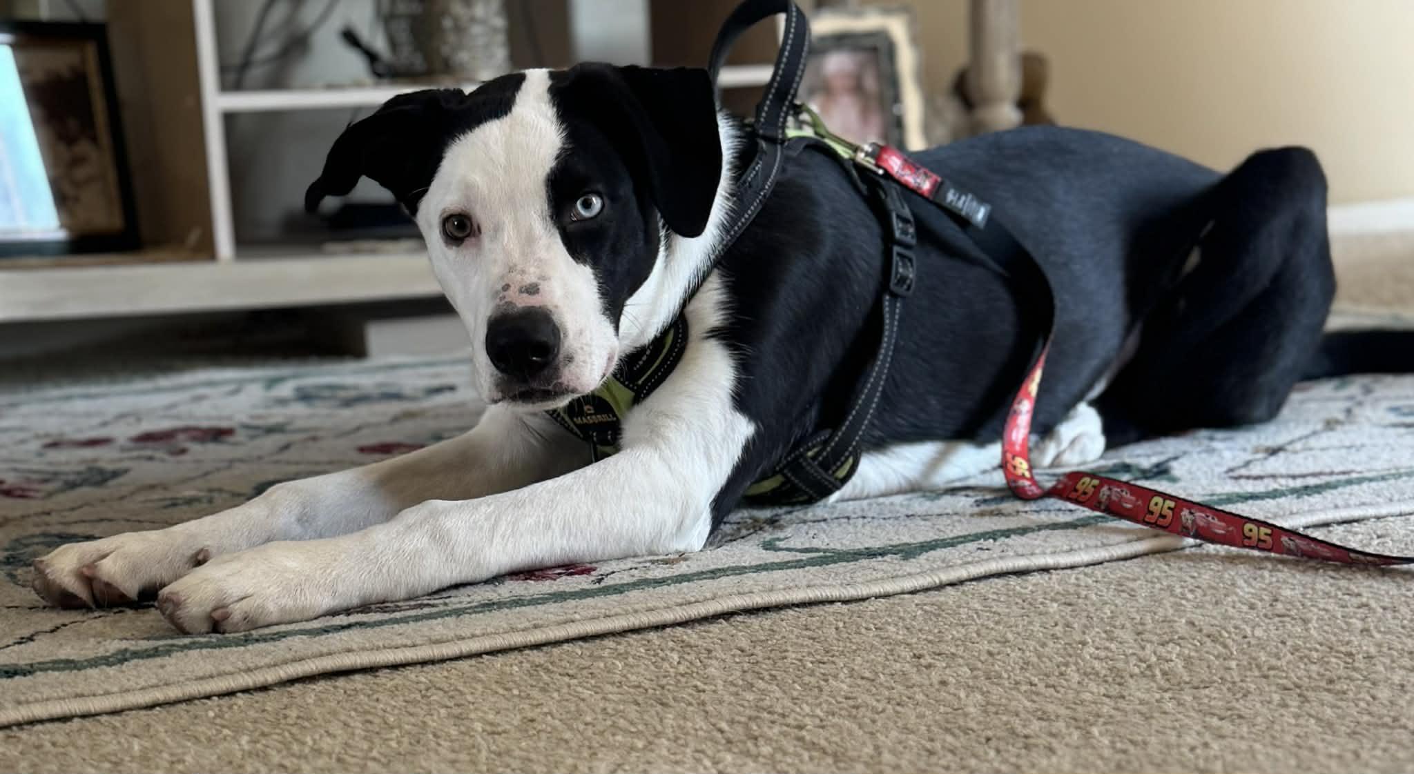 Enlarge Blue, a ADOPTABLE mixed breed in Byron, IL image 1/6