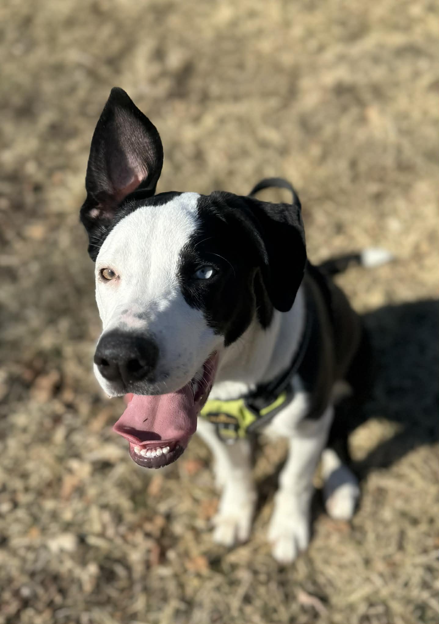 Enlarge Blue, a ADOPTABLE mixed breed in Byron, IL image 6/6
