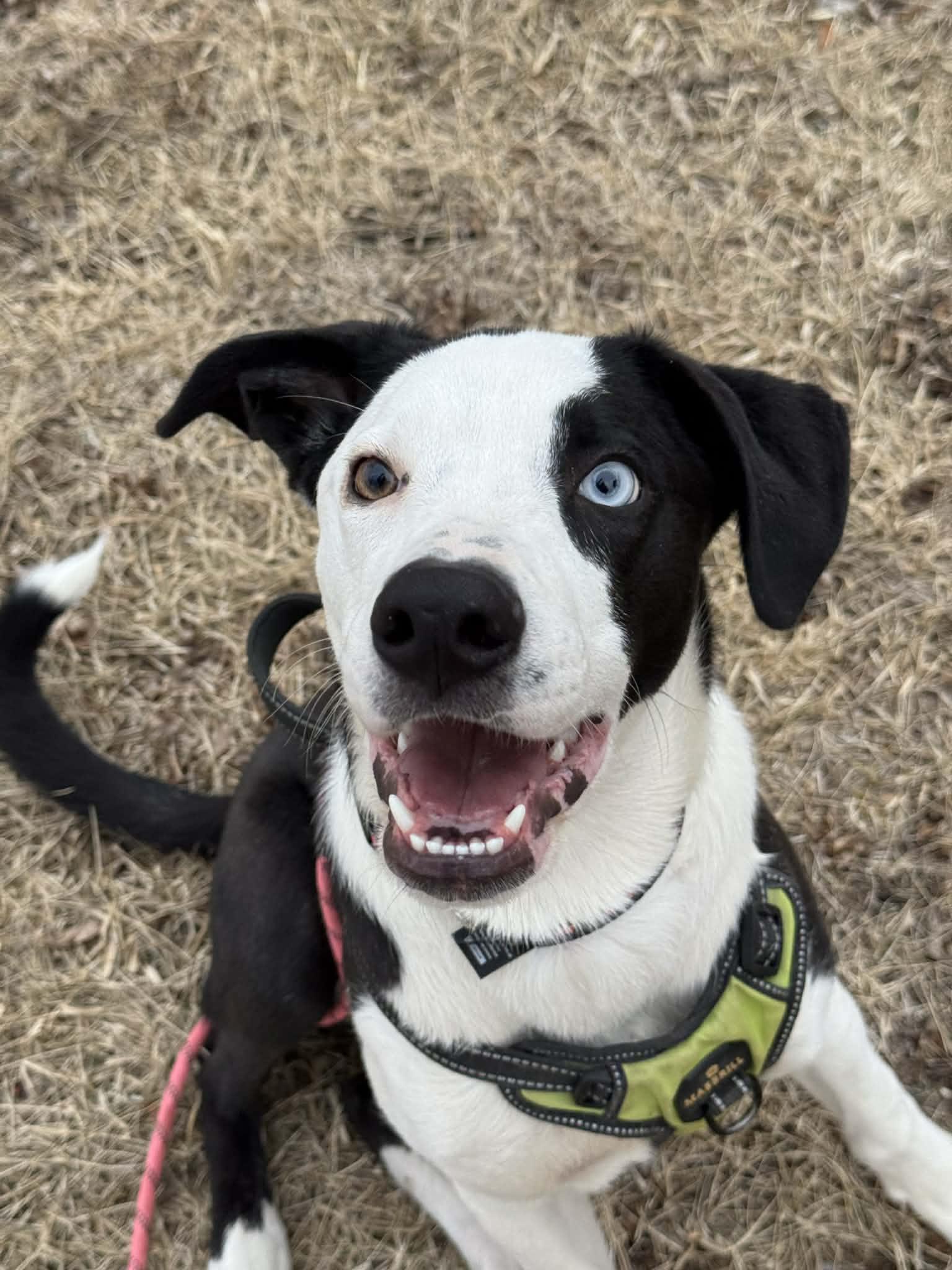 Enlarge Blue, a ADOPTABLE mixed breed in Byron, IL image 3/6