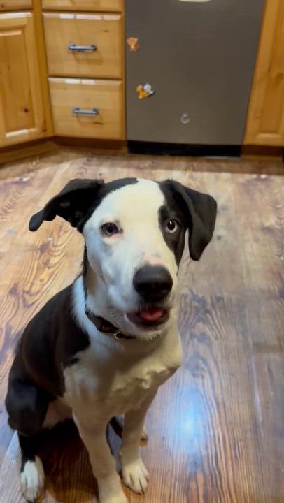 Enlarge Blue, a ADOPTABLE mixed breed in Byron, IL video 5/6